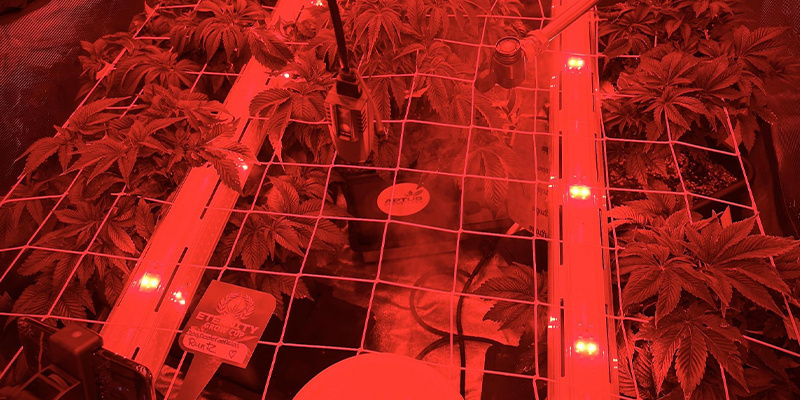 Bästa typerna av lampor för intercanopy-användning Bästa typerna av lampor för intercanopy-användning