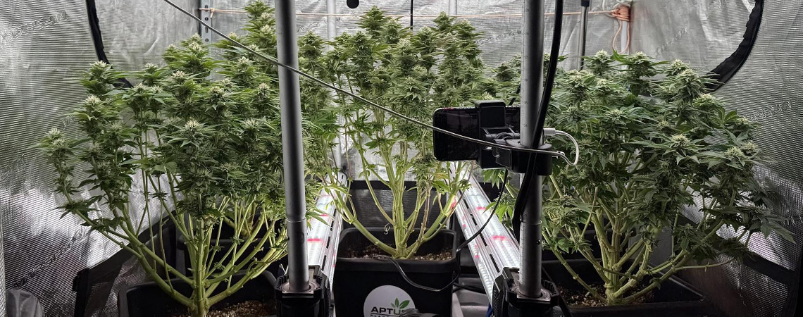 Intercanopy lighting i cannabis: göra eller inte? Intercanopy lighting in cannabis:Do or don’t?
