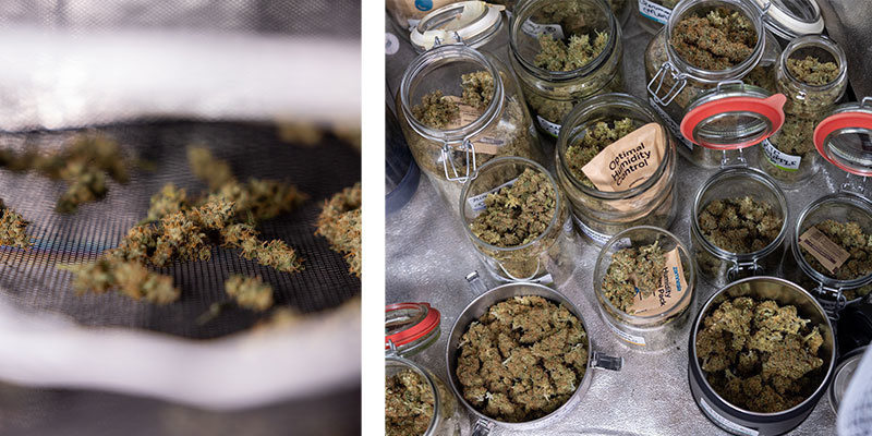 Vad händer efter att du har trimmat din cannabis? Vad händer efter att du har trimmat din cannabis?