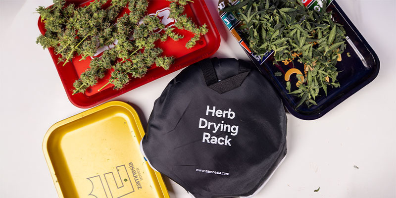 Varför det är viktigt att trimma cannabis Varför det är viktigt att trimma cannabis