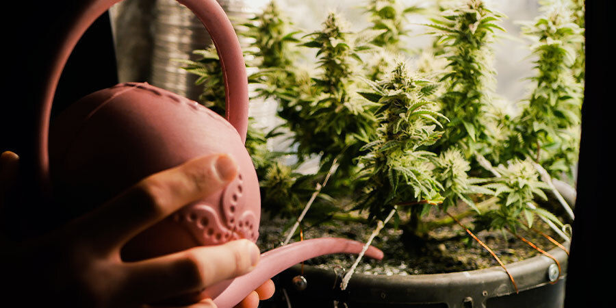 Tillväxtstadium och plantstorlek Så vattnar du cannabisplantor: Tillväxtstadium och plantstorlek