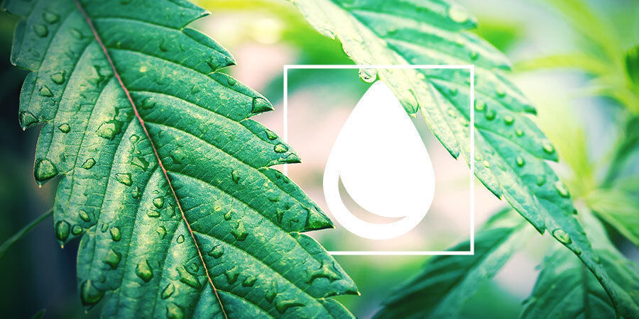 Hur du vattnar cannabisplantor Hur du vattnar cannabisplantor