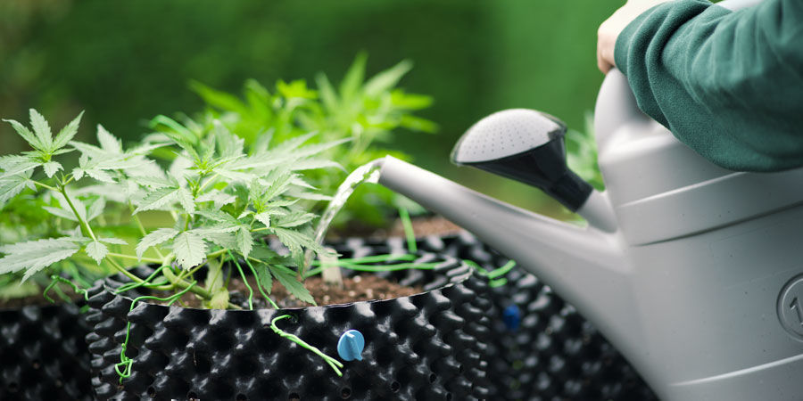 Hur ofta ska man vattna cannabisplantor Hur ofta ska man vattna cannabisplantor