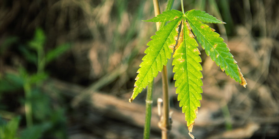 Så ser du om en cannabisplanta behöver vattnas Hur du ser om en cannabisplanta behöver vattnas