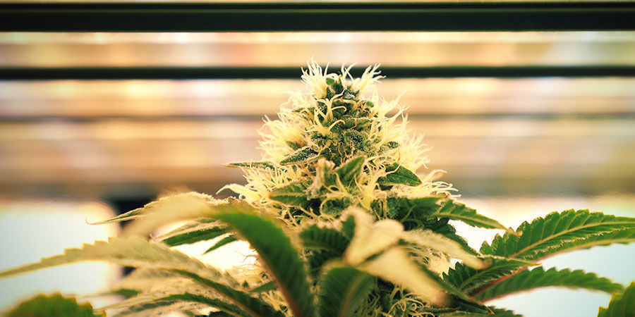 Ljusintensitet Så vattnar du cannabisplantor: ljusintensitet