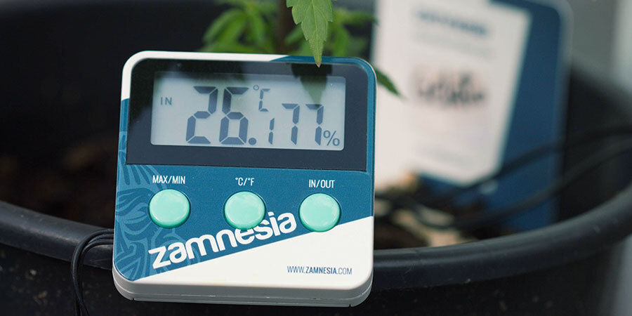 Relativ luftfuktighet Hur du vattnar cannabisplantor: relativ luftfuktighet