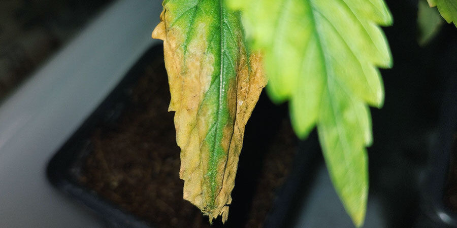övervattnade cannabisplantor