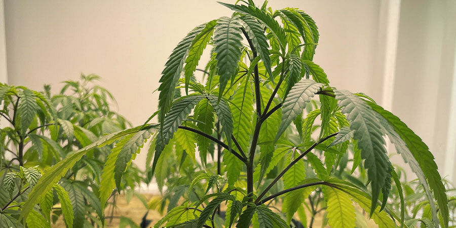 &ouml;vervattnade cannabisplantor