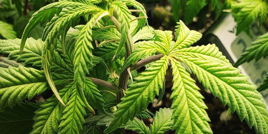 &ouml;vervattnade cannabisplantor