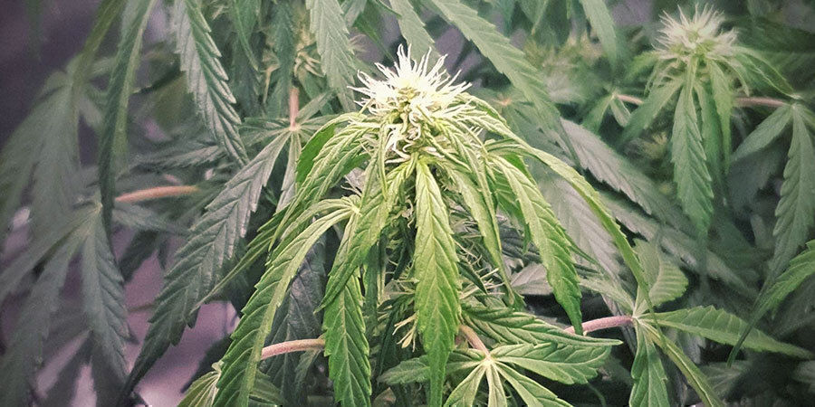 &ouml;vervattnade cannabisplantor