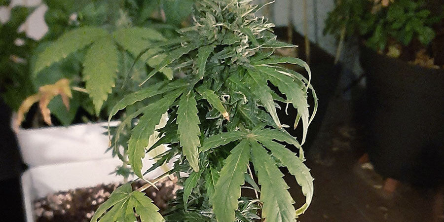 undervattnade cannabisplantor