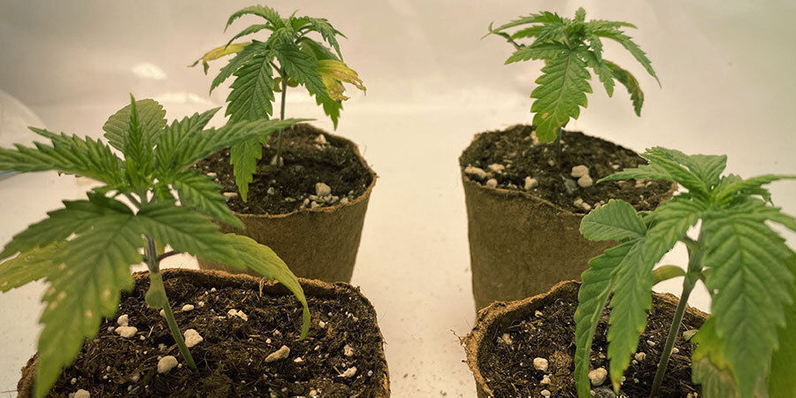 undervattnade cannabisplantor