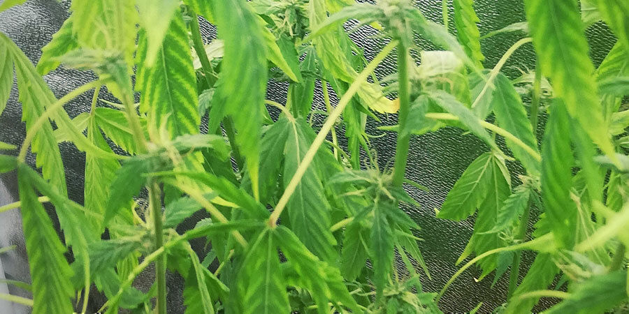 undervattnade cannabisplantor