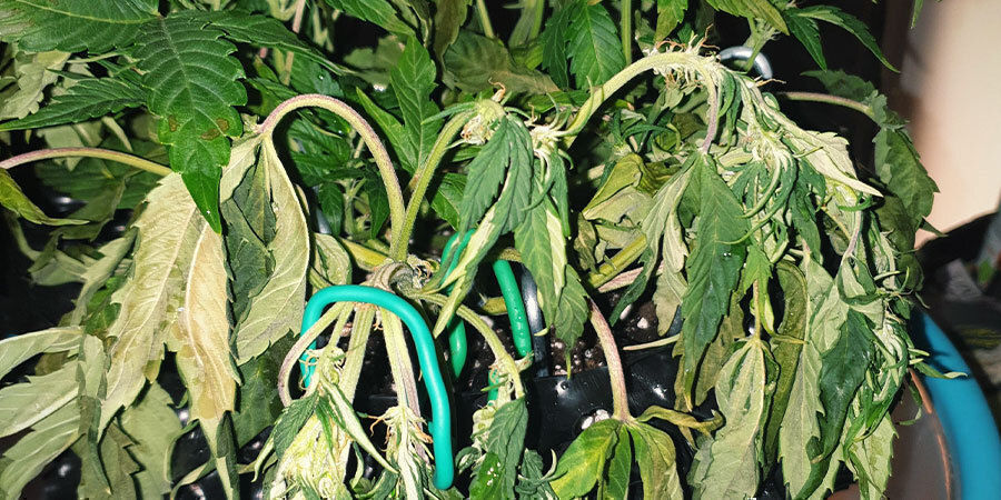 undervattnade cannabisplantor
