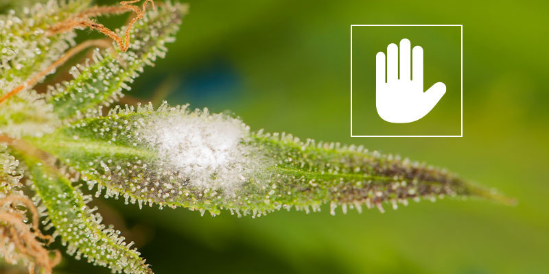 Så bekräftar du mjöldagg How to confirm powdery mildew