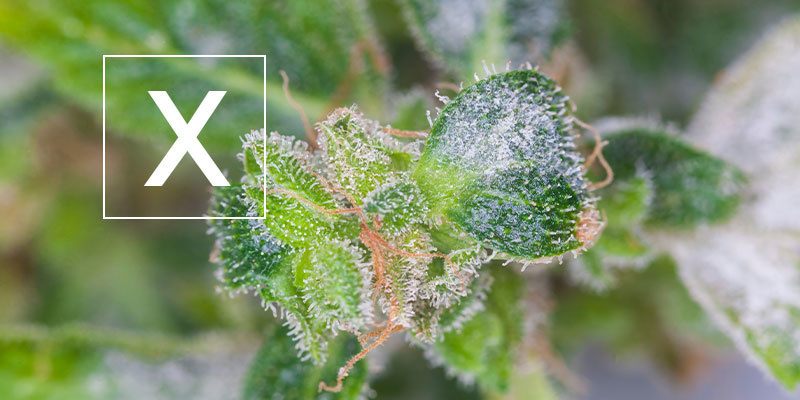 Mjöldagg på cannabis: är det säkert? Mjöldagg på cannabis: är det säkert?