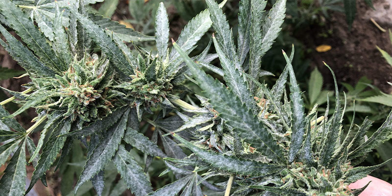 Hur ser mjöldagg ut på cannabis? Hur ser mjöldagg ut på cannabis?