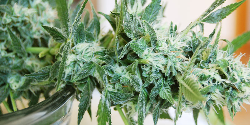 Vad du ska göra om du upptäcker mjöldagg på cannabisplantor Vad du ska göra om du upptäcker mjöldagg på cannabisplantor