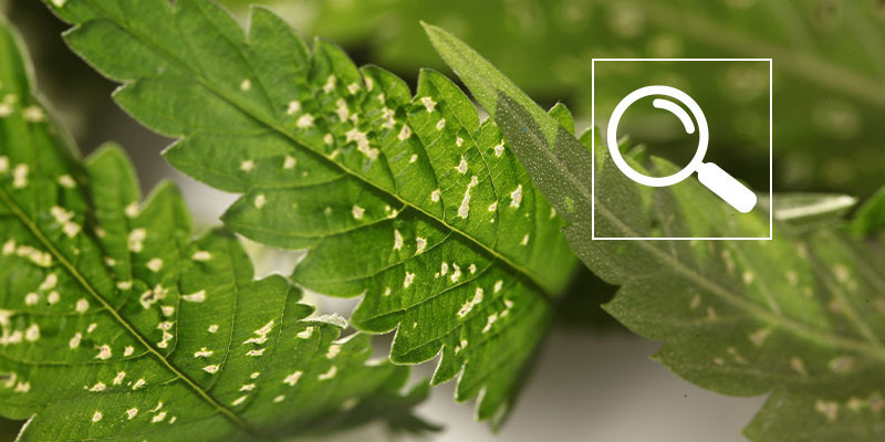 Vanliga orsaker till vita fl&auml;ckar p&aring; cannabis