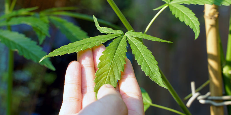 S&aring; identifierar du orsaken till vita fl&auml;ckar p&aring; cannabis