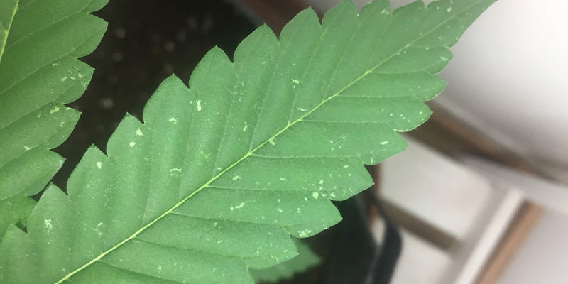 H&aring;ll dig steget f&ouml;re vita fl&auml;ckar p&aring; cannabisblad