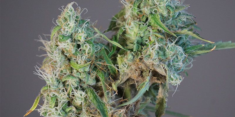 Förebygg bud rot här Förebygg bud rot här