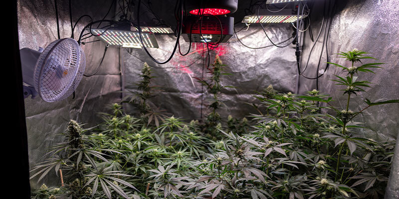 Hur du förebygger knoppmögel How to prevent bud rot