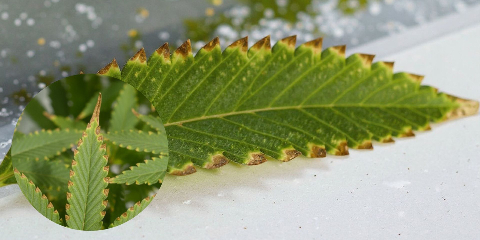 Hur ser näringsbränna på cannabisplantor ut? What does nutrient burn on weed plants look like?