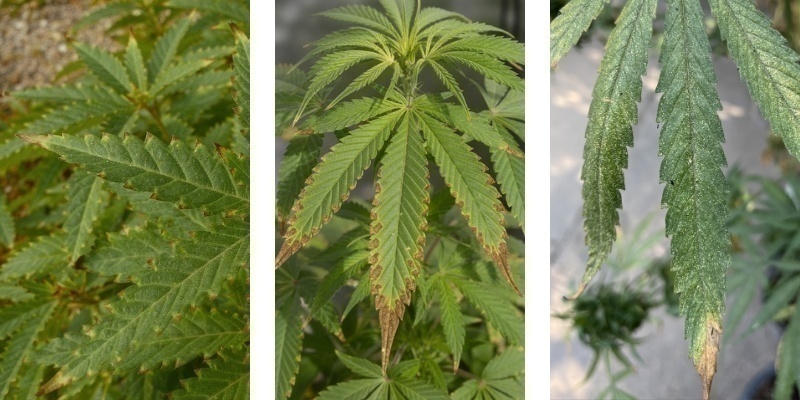 Vad är näringsbränna? What is nutrient burn?