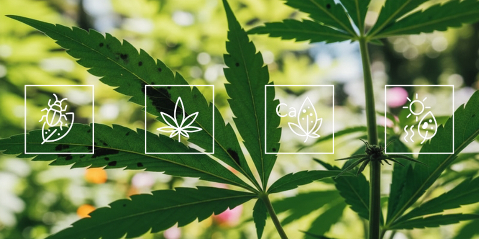 Vad orsakar svarta fläckar på cannabisblad? Vad orsakar svarta fläckar på cannabisblad?