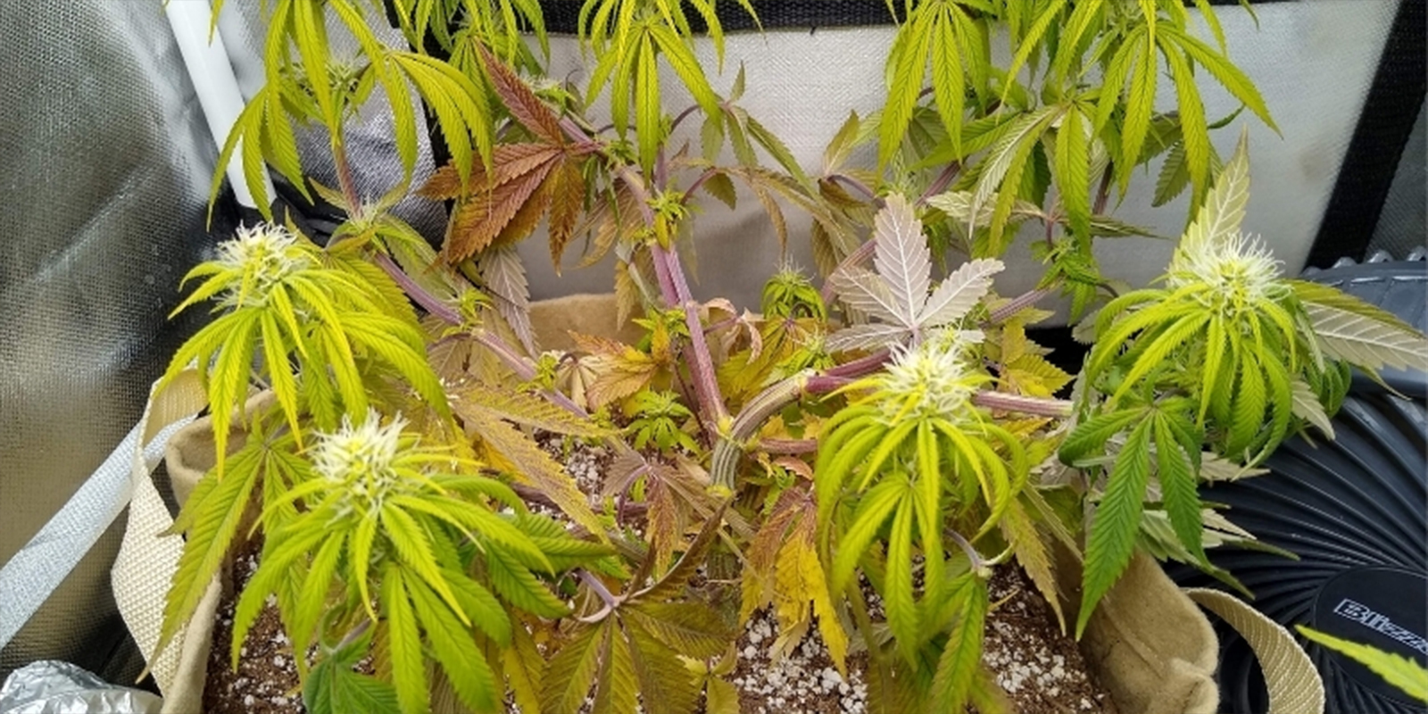 Vanliga tecken på att dina cannabisplantor mår dåligt av fel pH-värde Common signs your cannabis plants are suffering from incorrect pH levels
