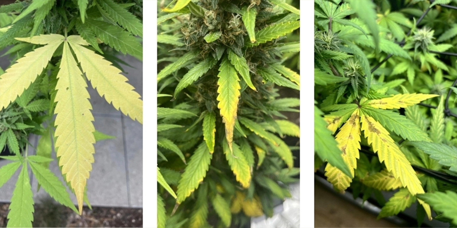 Vanliga tecken på att dina cannabisplantor mår dåligt av fel pH-värde Common signs your cannabis plants are suffering from incorrect pH levels