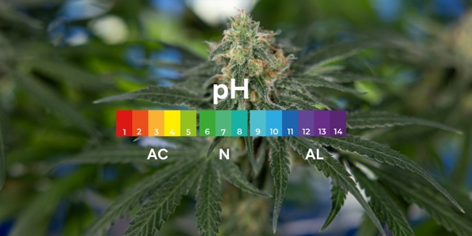 Vad är pH och varför är det viktigt för cannabis? Vad är pH och varför är det viktigt för cannabis?