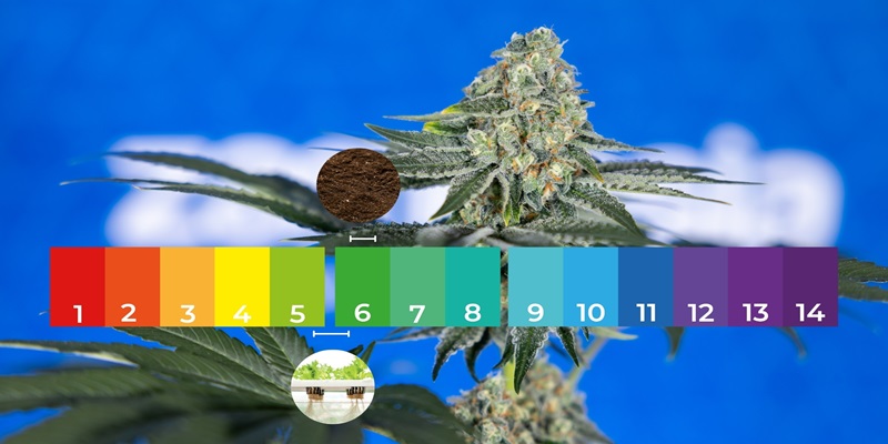Blomningsfas Flowering stage