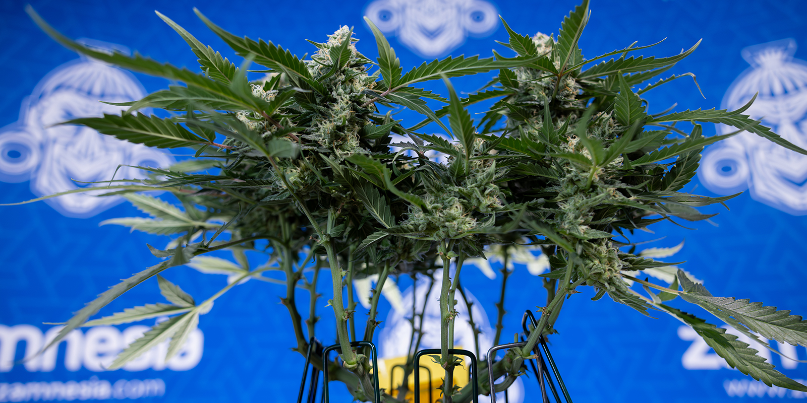 Använd feminiserade eller Autoflower-sorter Använd feminiserade eller Autoflower-sorter