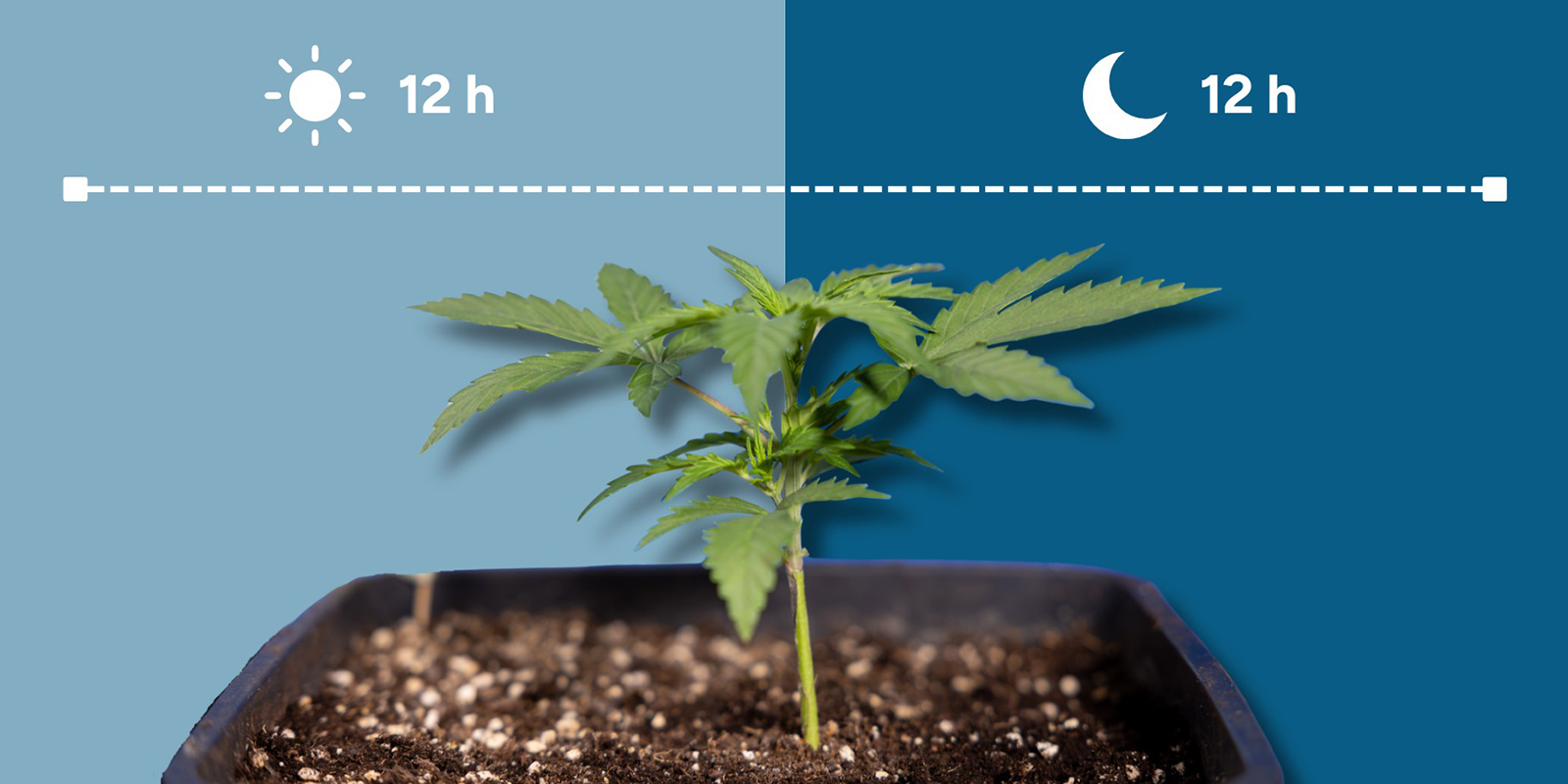 Vad är 12/12? What Is 12/12?