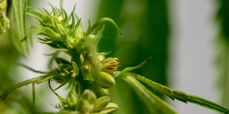Vad &auml;r en hermafroditisk cannabisplanta?