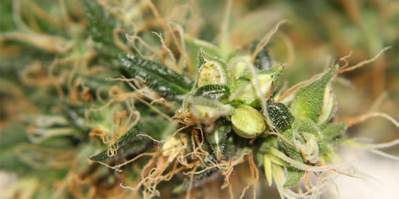 Kan du r&auml;dda en hermafrodit cannabisplanta?