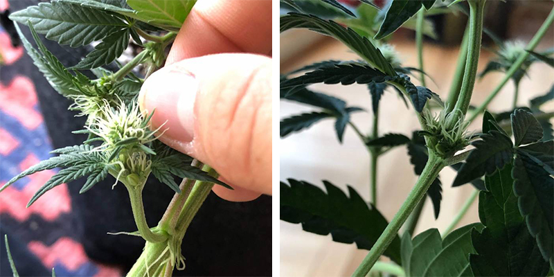 S&aring; f&ouml;rebygger du hermafroditiska cannabisplantor