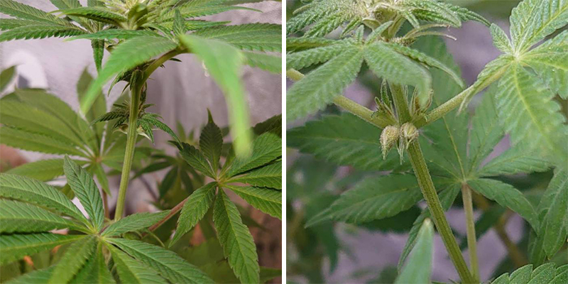 Tidiga tecken p&aring; en hermafroditplanta