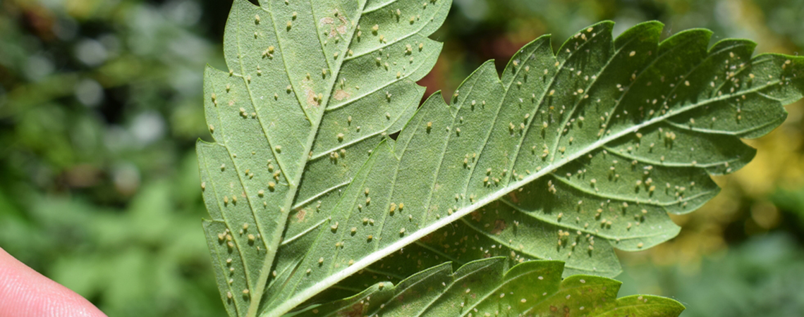 Cannabisbladlöss: Så upptäcker, bekämpar och förebygger du dem Cannabis Aphids: How to Spot, Remove, and Prevent Them