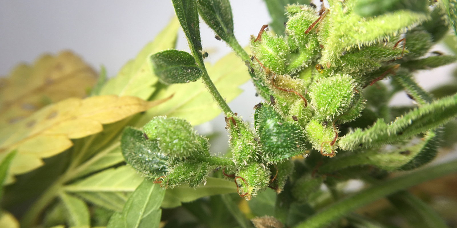 Kan du fortfarande använda cannabisblommor som drabbats av bladlöss? Kan du fortfarande använda cannabisblommor som drabbats av bladlöss?