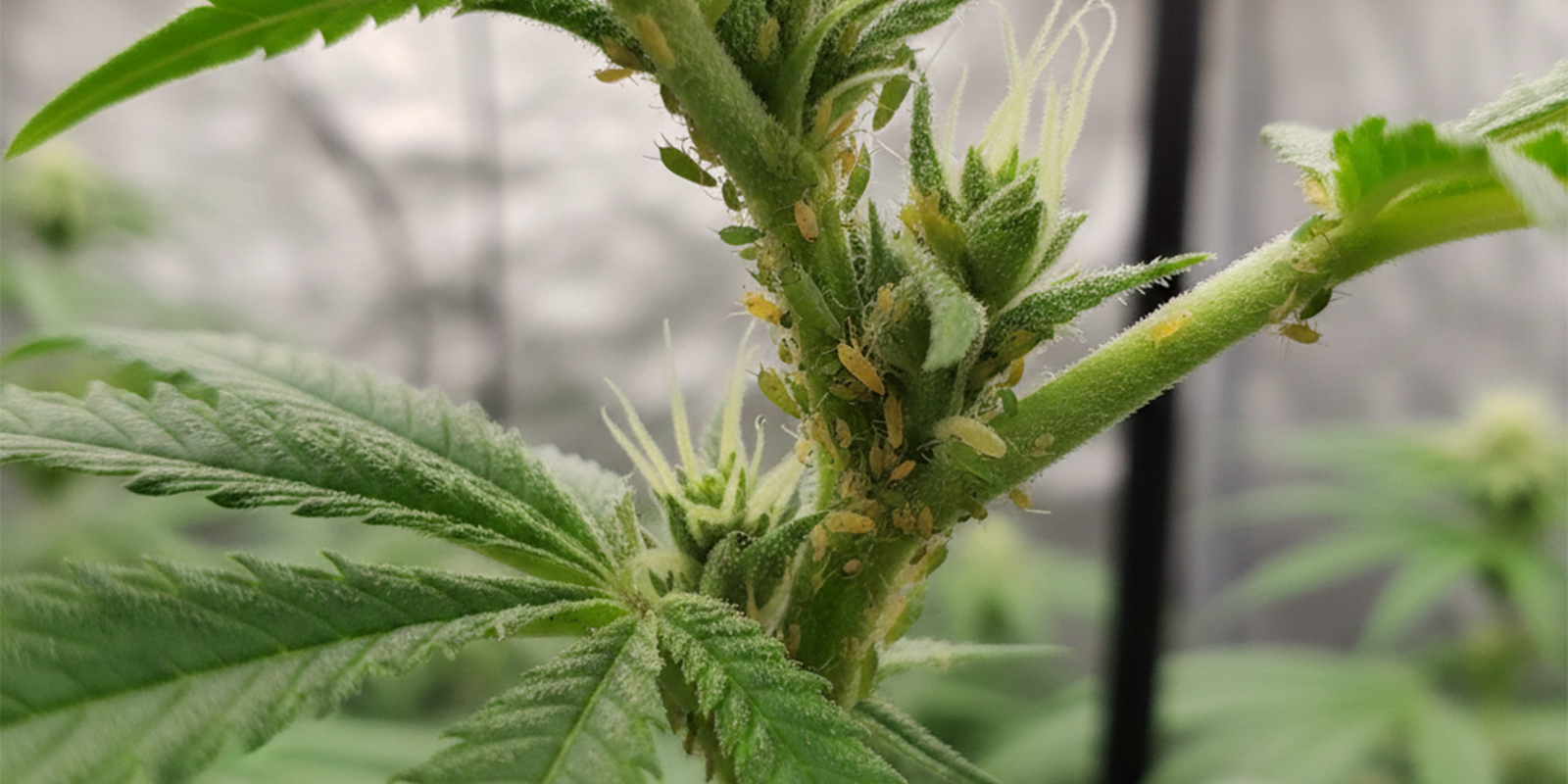 Hur du blir av med bladlöss på cannabisplantor Hur du blir av med bladlöss på cannabisplantor