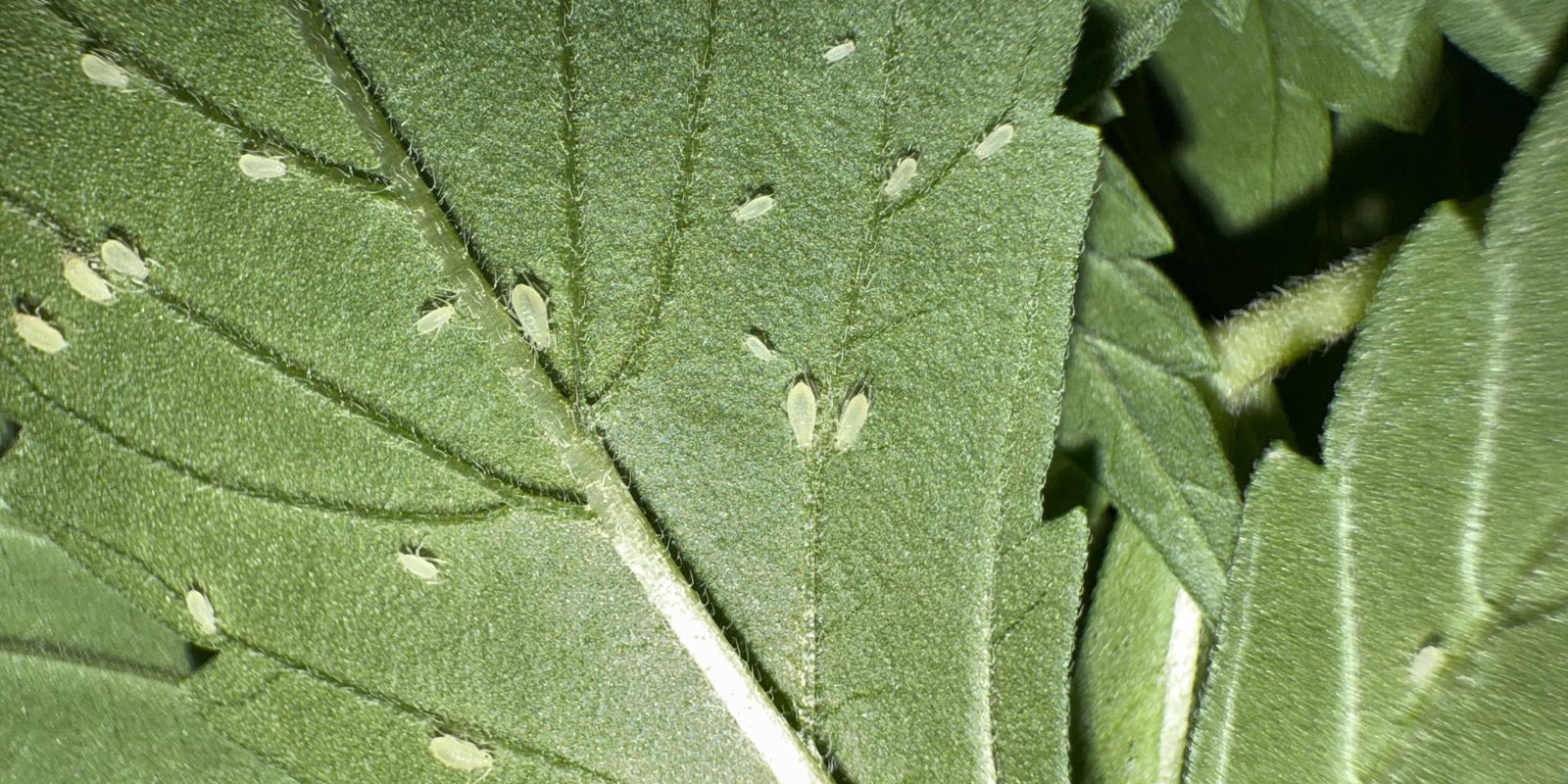 Hur du identifierar bladlöss på cannabisplantor How to identify aphids on cannabis plants