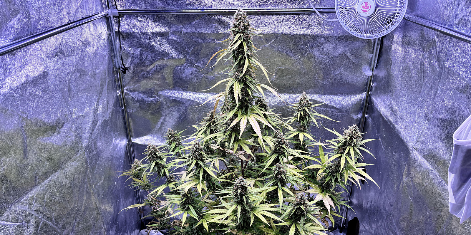 Så förebygger du bladlöss på cannabisplantor Så förebygger du bladlöss på cannabisplantor