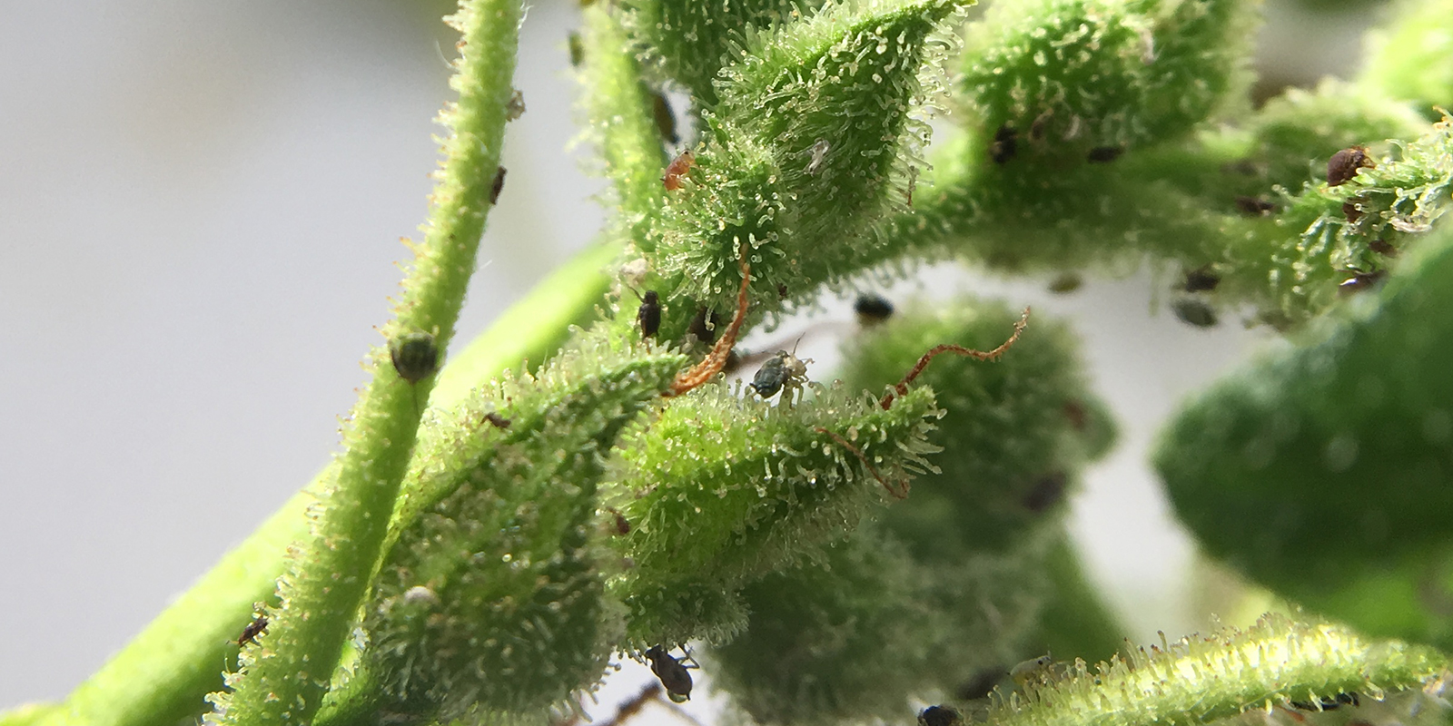 Vad är bladlöss på cannabis? Vad är bladlöss på cannabis?
