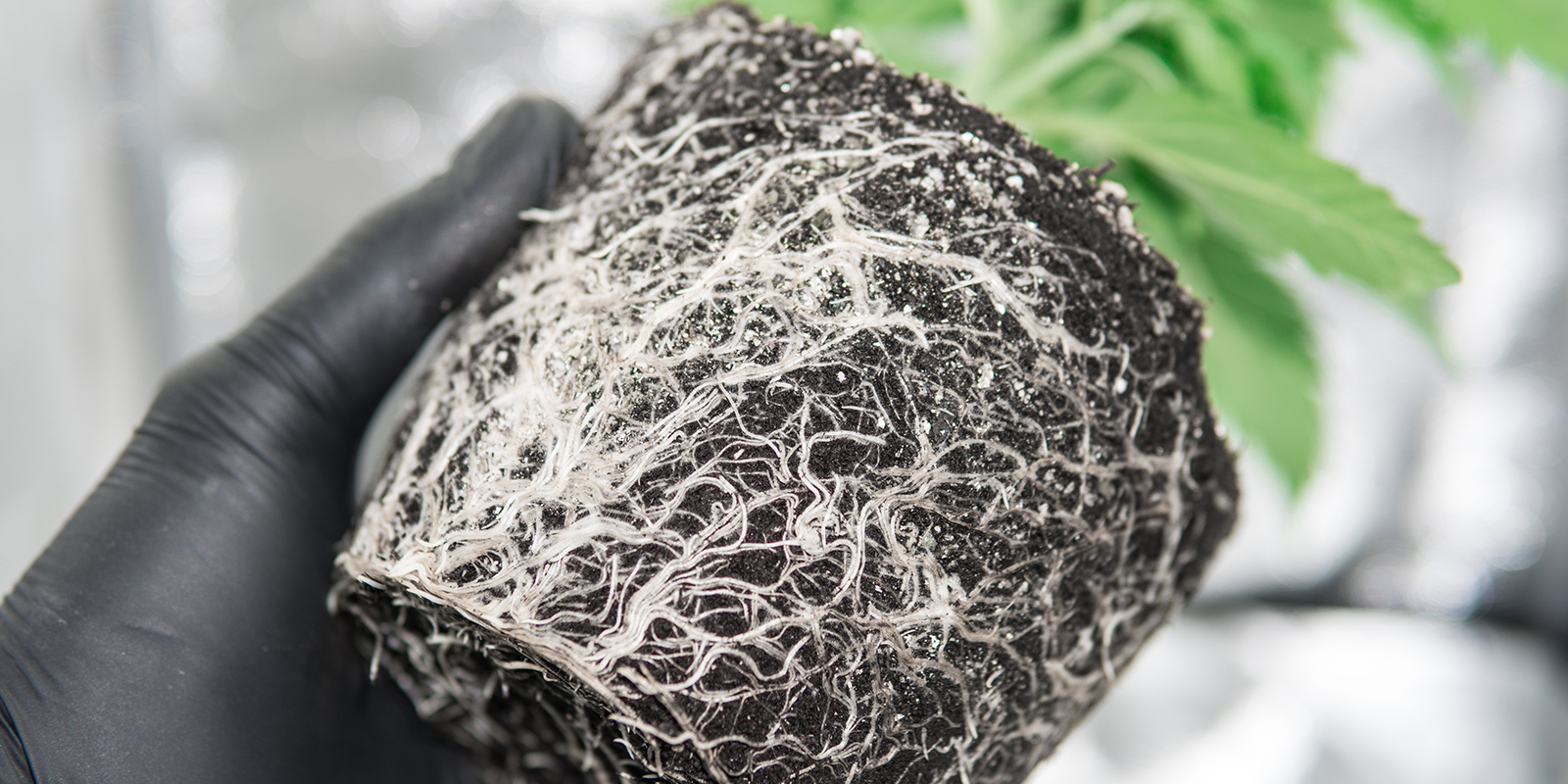 Vad innebär rotbunden cannabis? Vad innebär rotbunden cannabis?
