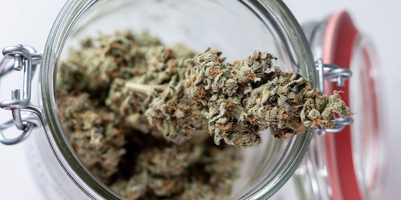Redo för nästa steg? Börja härda din cannabis redan i dag! Redo för nästa steg? Börja härda din cannabis redan i dag!