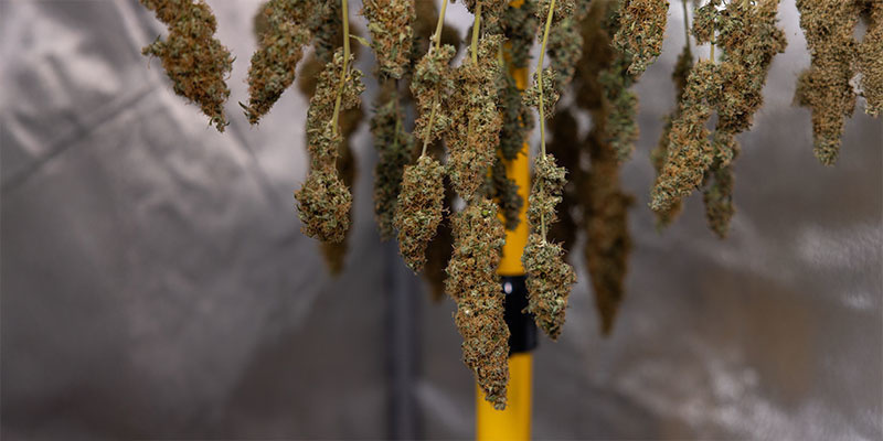 Varför behöver du torka cannabis? Why do you need to dry your cannabis?