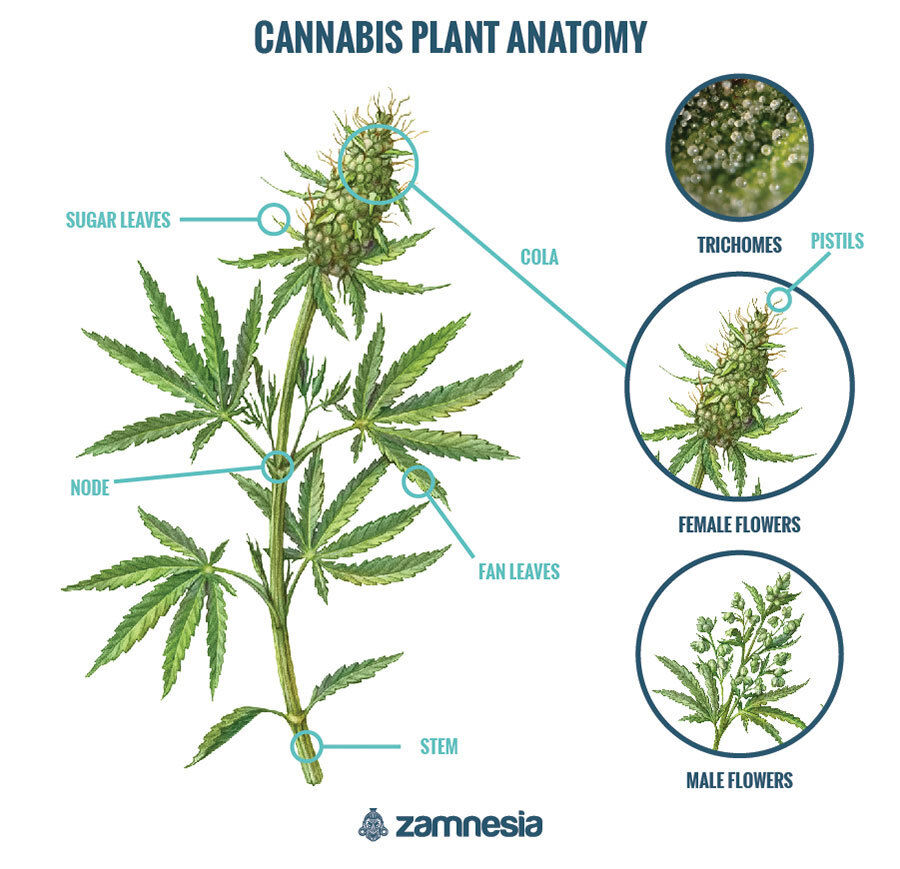 Cannabisens anatomi Cannabisens anatomi
